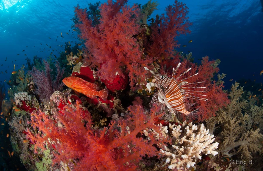 031 eric b stage reserves australes octobre 2019 031 eric b stage reserves australes octobre 2019