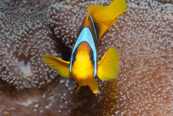 034 manon stage reserves australes octobre 2019 034 manon stage reserves australes octobre 2019