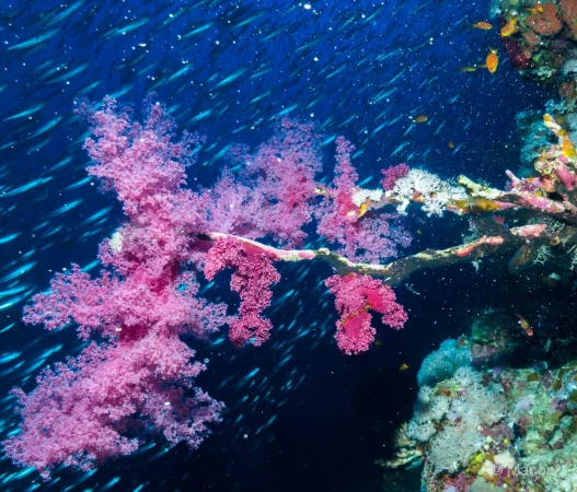 035 manon stage reserves australes octobre 2019 035 manon stage reserves australes octobre 2019