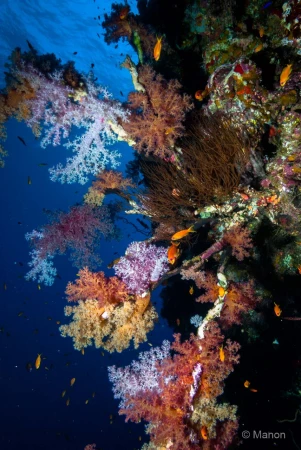 036 manon stage reserves australes octobre 2019 036 manon stage reserves australes octobre 2019