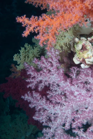 037 manon stage reserves australes octobre 2019 037 manon stage reserves australes octobre 2019