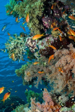 038 manon stage reserves australes octobre 2019 038 manon stage reserves australes octobre 2019