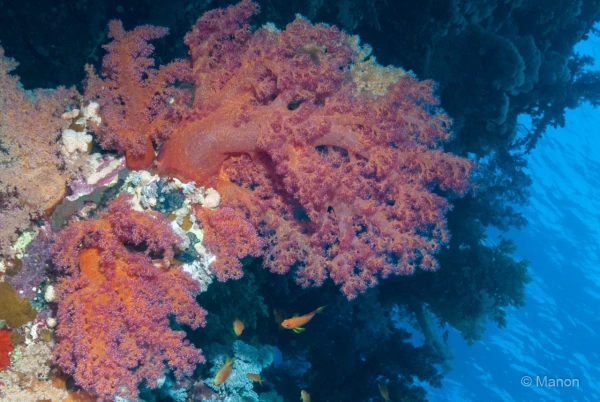 039 manon stage reserves australes octobre 2019 039 manon stage reserves australes octobre 2019