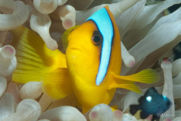 040 manon stage reserves australes octobre 2019 040 manon stage reserves australes octobre 2019