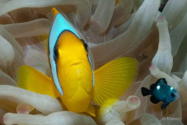 041 manon stage reserves australes octobre 2019 041 manon stage reserves australes octobre 2019