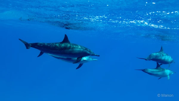 042 manon stage reserves australes octobre 2019 042 manon stage reserves australes octobre 2019