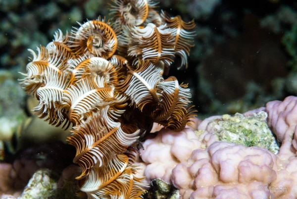 043 manon stage reserves australes octobre 2019 043 manon stage reserves australes octobre 2019