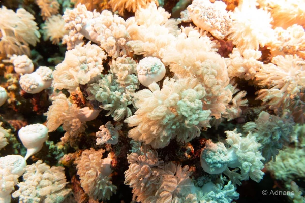 044 adnane stage reserves australes octobre 2019 044 adnane stage reserves australes octobre 2019