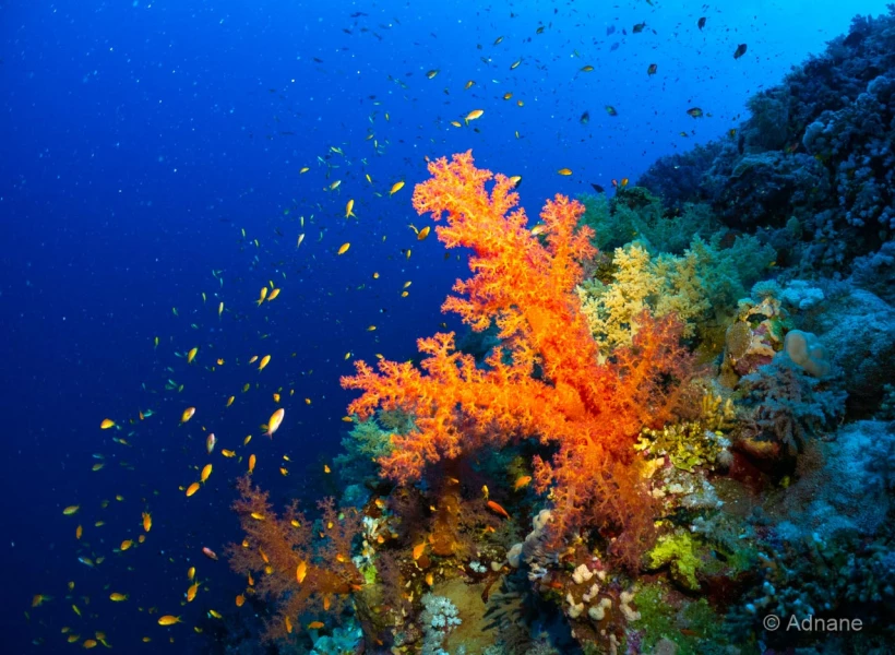 045 adnane stage reserves australes octobre 2019 045 adnane stage reserves australes octobre 2019