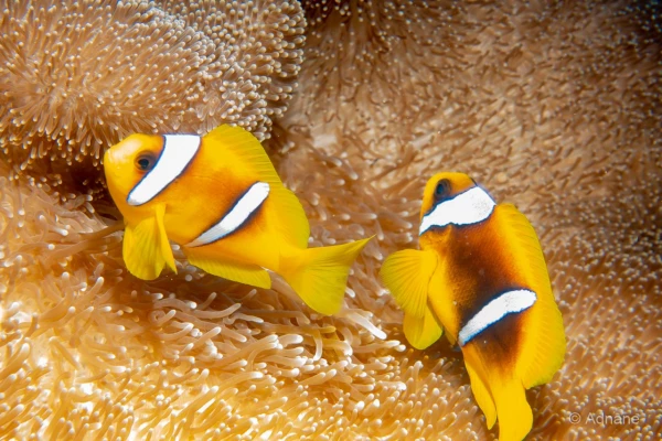 046 adnane stage reserves australes octobre 2019 046 adnane stage reserves australes octobre 2019