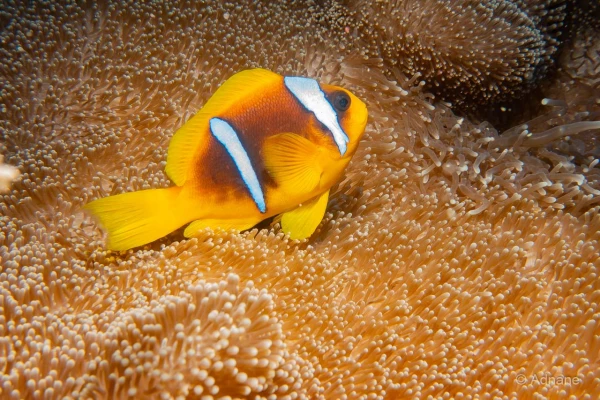 047 adnane stage reserves australes octobre 2019 047 adnane stage reserves australes octobre 2019