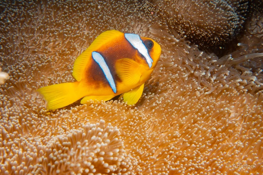 047 adnane stage reserves australes octobre 2019 047 adnane stage reserves australes octobre 2019