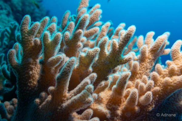 048 adnane stage reserves australes octobre 2019 048 adnane stage reserves australes octobre 2019