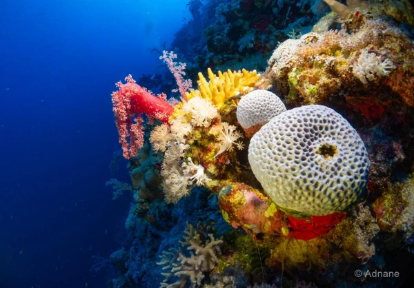 050 adnane stage reserves australes octobre 2019 050 adnane stage reserves australes octobre 2019