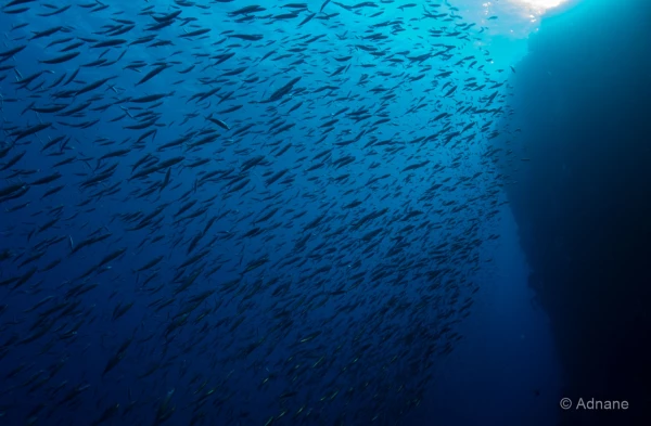 051 adnane stage reserves australes octobre 2019 051 adnane stage reserves australes octobre 2019