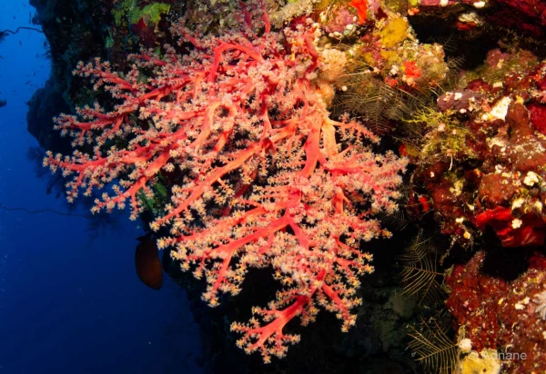 052 adnane stage reserves australes octobre 2019 052 adnane stage reserves australes octobre 2019