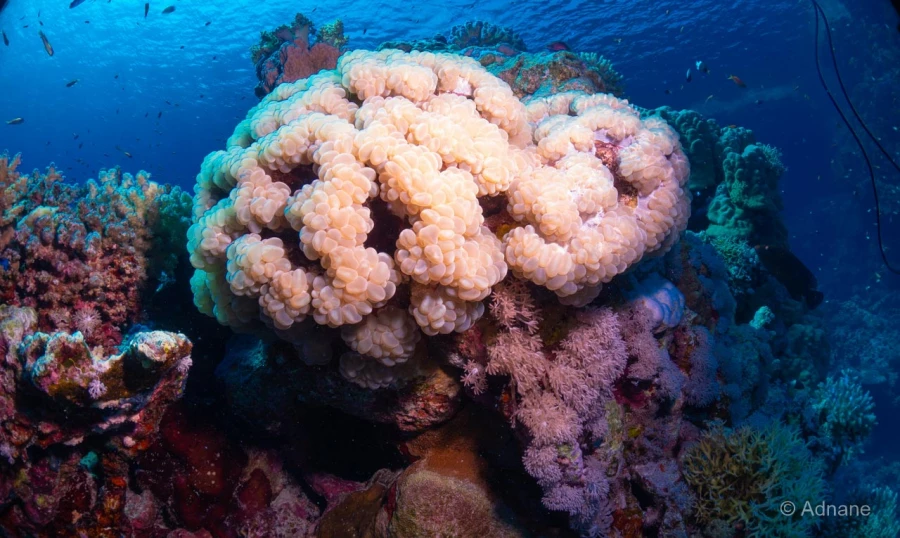 053 adnane stage reserves australes octobre 2019 053 adnane stage reserves australes octobre 2019