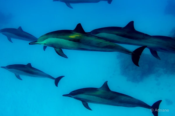 056 adnane stage reserves australes octobre 2019 056 adnane stage reserves australes octobre 2019