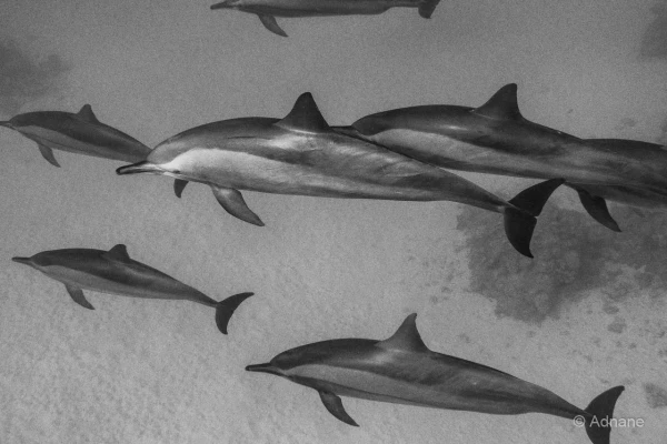 057 adnane stage reserves australes octobre 2019 057 adnane stage reserves australes octobre 2019