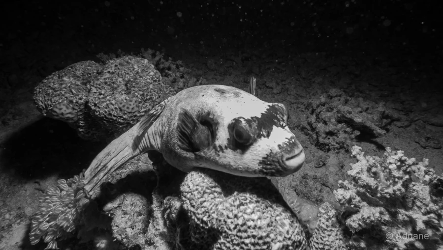 058 adnane stage reserves australes octobre 2019 058 adnane stage reserves australes octobre 2019