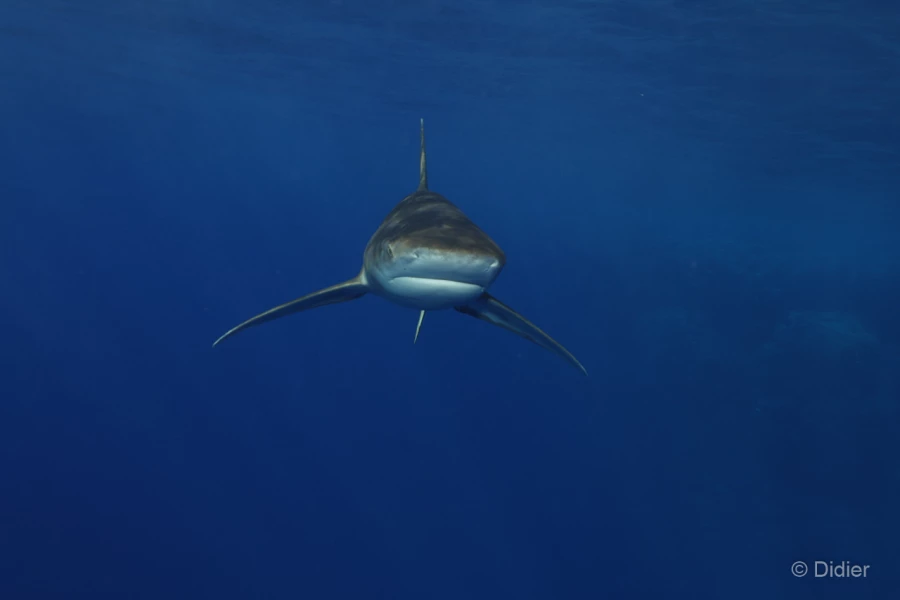 059 didier stage reserves australes octobre 2019 059 didier stage reserves australes octobre 2019