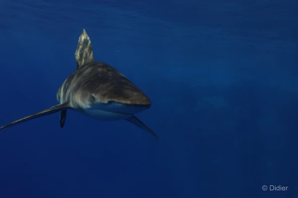 060 didier stage reserves australes octobre 2019 060 didier stage reserves australes octobre 2019