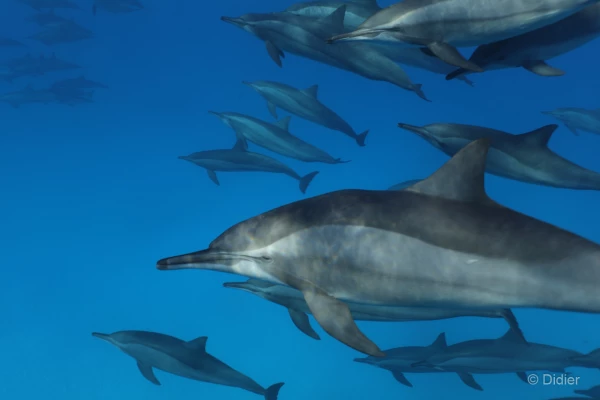 061 didier stage reserves australes octobre 2019 061 didier stage reserves australes octobre 2019