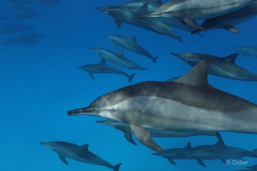 061 didier stage reserves australes octobre 2019 061 didier stage reserves australes octobre 2019