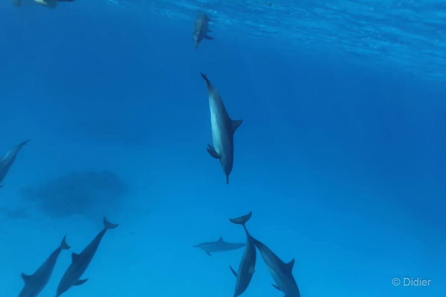 062 didier stage reserves australes octobre 2019 062 didier stage reserves australes octobre 2019