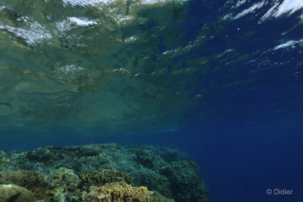 063 didier stage reserves australes octobre 2019 063 didier stage reserves australes octobre 2019