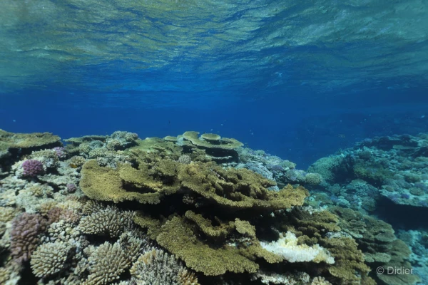 064 didier stage reserves australes octobre 2019 064 didier stage reserves australes octobre 2019