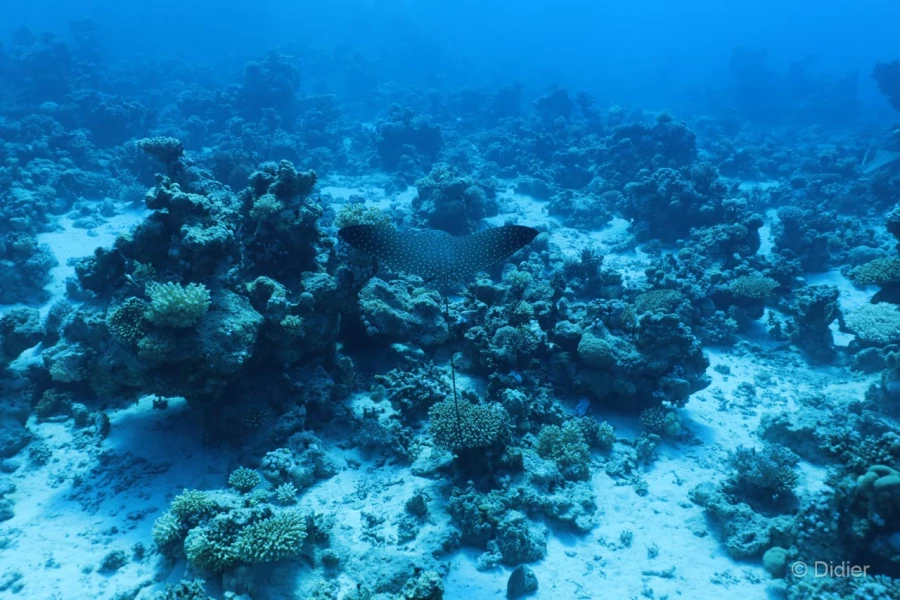 065 didier stage reserves australes octobre 2019 065 didier stage reserves australes octobre 2019