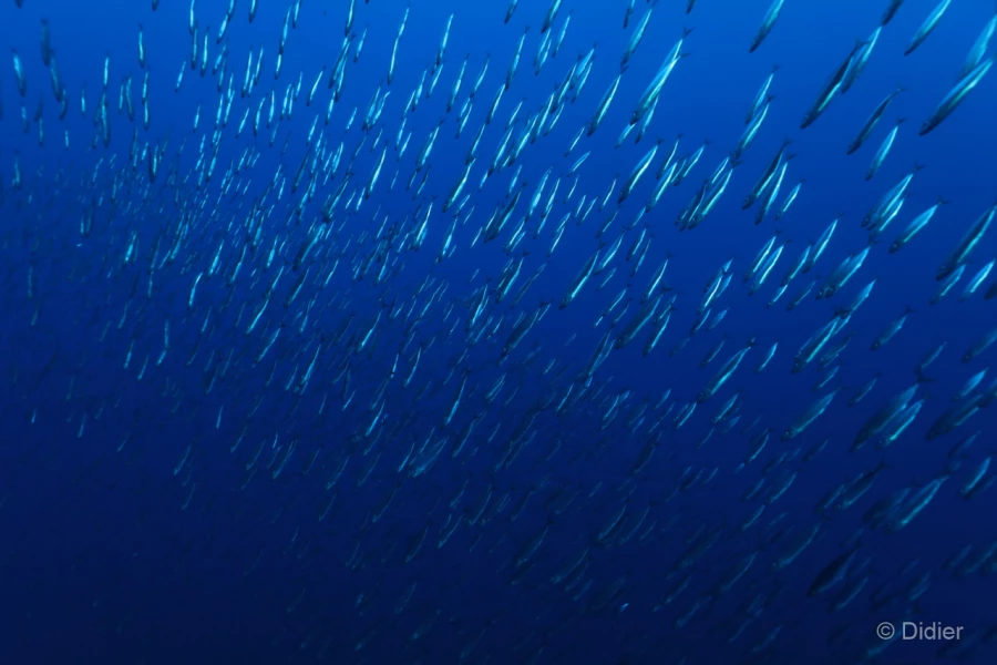 066 didier stage reserves australes octobre 2019 066 didier stage reserves australes octobre 2019