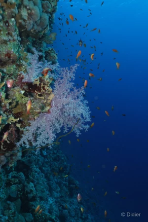 067 didier stage reserves australes octobre 2019 067 didier stage reserves australes octobre 2019