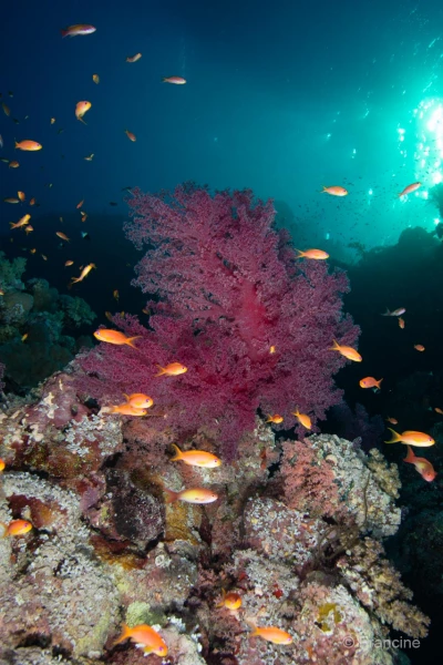 069 francine stage reserves australes octobre 2019 069 francine stage reserves australes octobre 2019