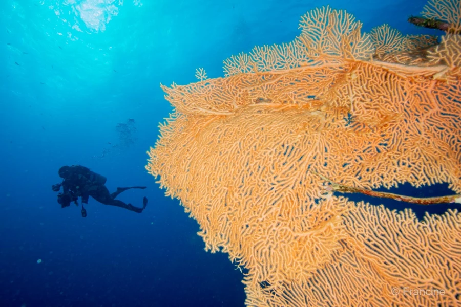 070 francine stage reserves australes octobre 2019 070 francine stage reserves australes octobre 2019