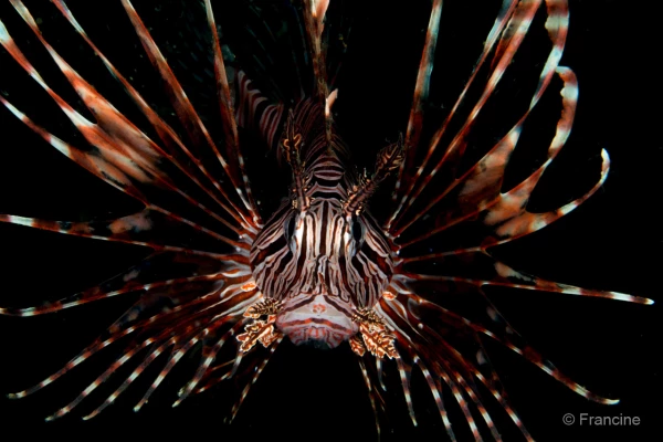 071 francine stage reserves australes octobre 2019 071 francine stage reserves australes octobre 2019