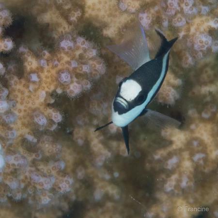 072 francine stage reserves australes octobre 2019 072 francine stage reserves australes octobre 2019