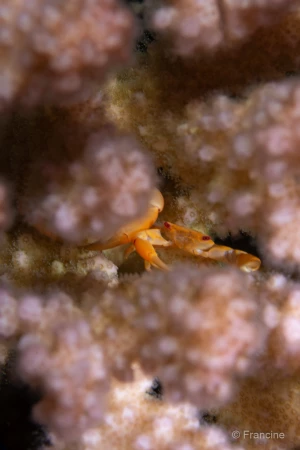 073 francine stage reserves australes octobre 2019 073 francine stage reserves australes octobre 2019