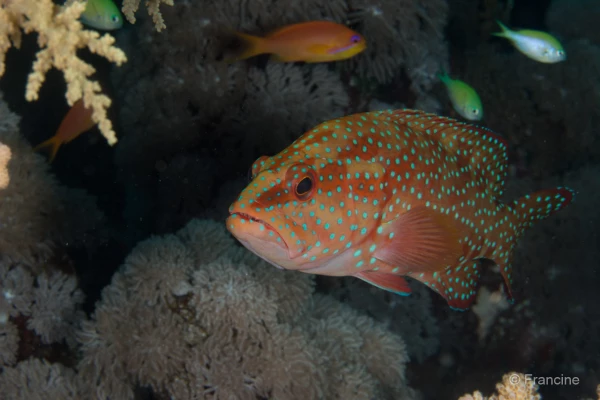 074 francine stage reserves australes octobre 2019 074 francine stage reserves australes octobre 2019