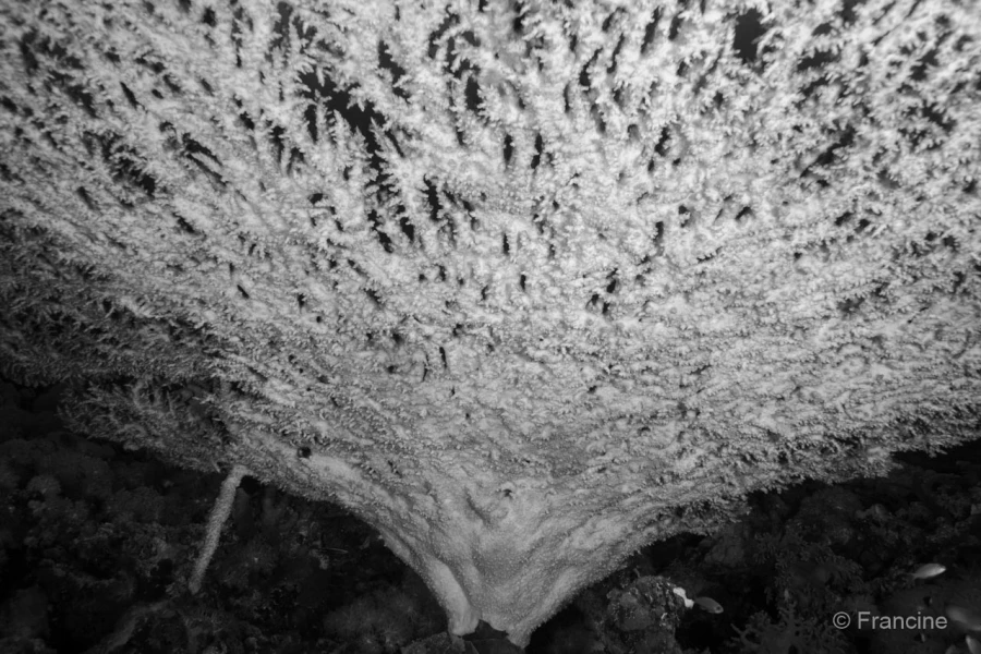 076 francine stage reserves australes octobre 2019 076 francine stage reserves australes octobre 2019