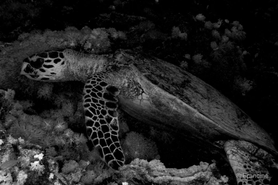 077 francine stage reserves australes octobre 2019 077 francine stage reserves australes octobre 2019