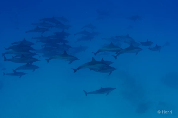 080 henri stage reserves australes octobre 2019 080 henri stage reserves australes octobre 2019