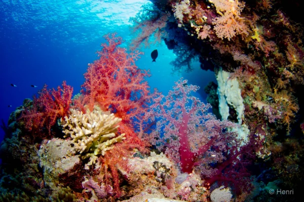 082 henri stage reserves australes octobre 2019 082 henri stage reserves australes octobre 2019