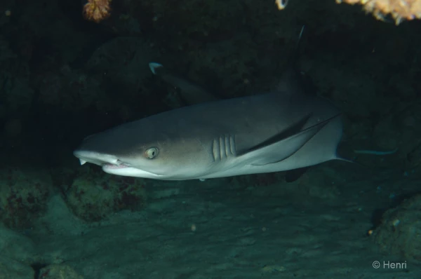 083 henri stage reserves australes octobre 2019 083 henri stage reserves australes octobre 2019