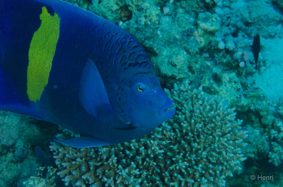 085 henri stage reserves australes octobre 2019 085 henri stage reserves australes octobre 2019