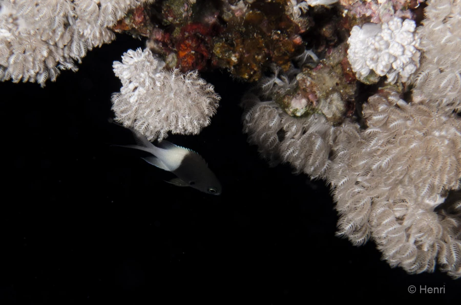 086 henri stage reserves australes octobre 2019 086 henri stage reserves australes octobre 2019