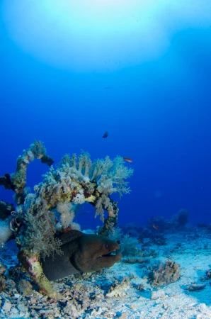 087 henri stage reserves australes octobre 2019 087 henri stage reserves australes octobre 2019