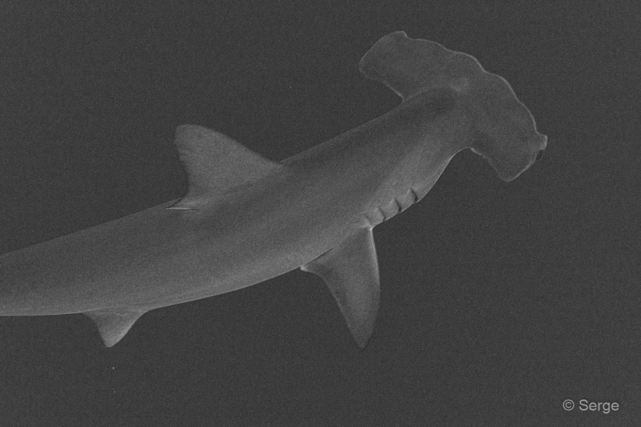 093 serge stage reserves australes octobre 2019 093 serge stage reserves australes octobre 2019