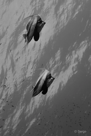 094 serge stage reserves australes octobre 2019 094 serge stage reserves australes octobre 2019